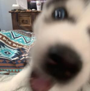 Meet your Posher, Leonardo